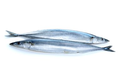 Two fresh pacific saury fishes clipart