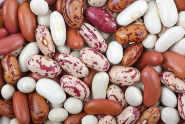 Haricot beans clipart