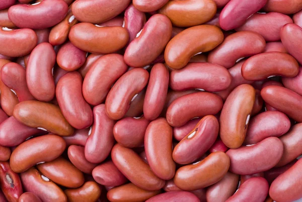 红扁豆豆 — 图库照片