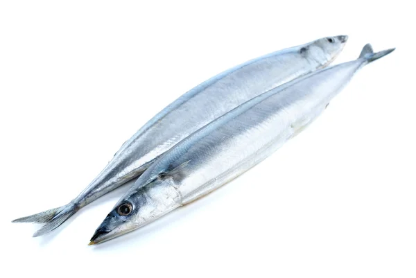 Two fresh pacific saury fishes — Stock Photo, Image