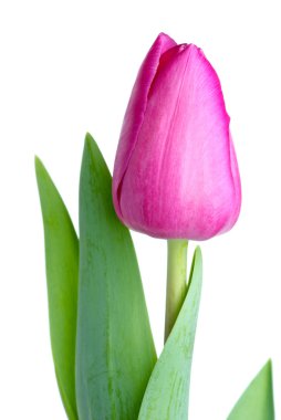 Single pink tulip clipart
