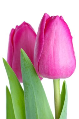 Pair of pink tulips clipart