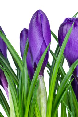 Violet crocus flowers clipart