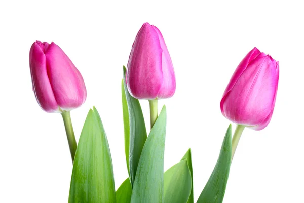 Three pink tulips — Stock Photo, Image