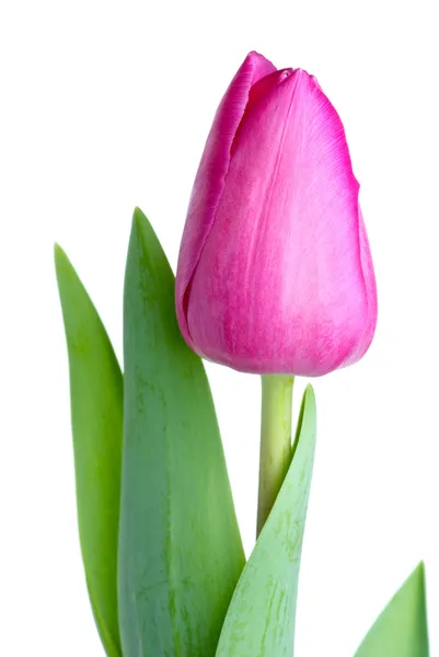 Single pink tulip — Stock Photo, Image