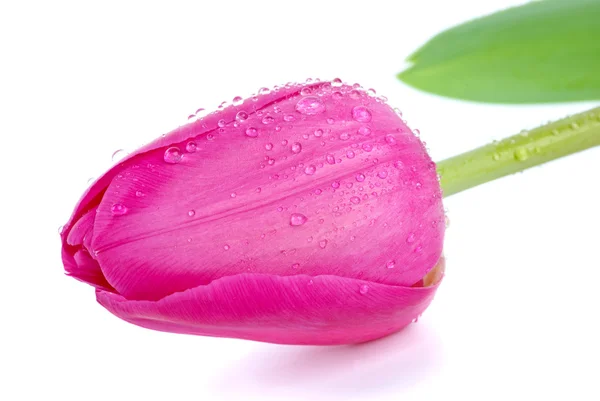Pink tulip bud with drops of water — Stock Photo, Image