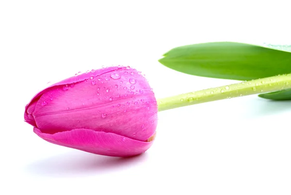 Unblown pink tulip with drops of water — Stock Photo, Image