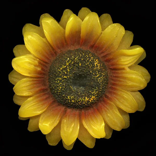 Wax sunflower, close-up photography
