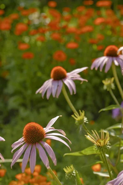 Coneflower'ın