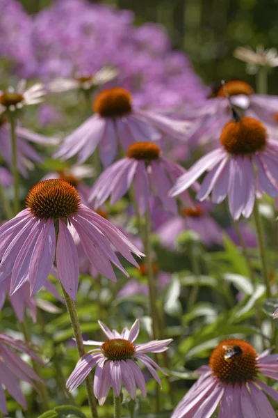 Coneflower'ın