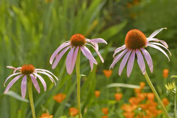 Coneflower'ın