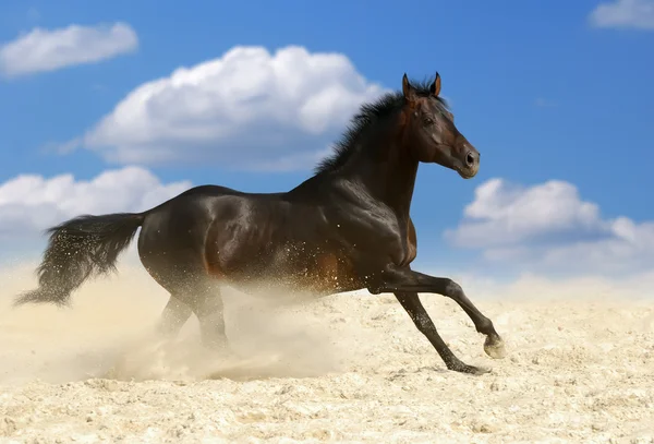 Dunkelbraunes Pferd — Stockfoto