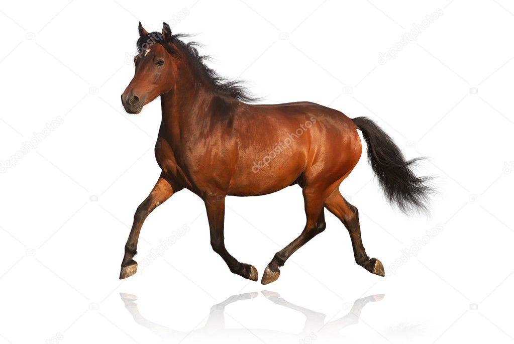 Brown arabian pony horse isolated on whi