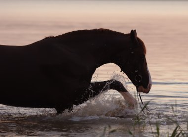 Chestnut horse standing in the water clipart