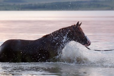 Chestnut horse standing in the water clipart