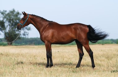 kahverengi trakehner at