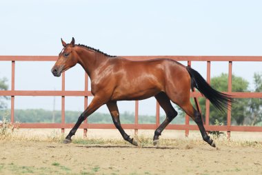 Genç kahverengi trakehner at