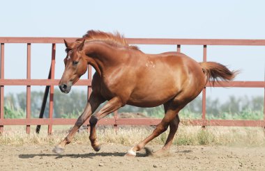kestane trakehner at