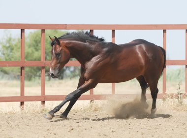 Genç kahverengi trakehner at