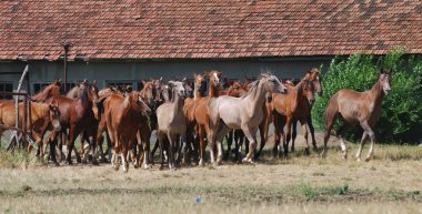 Arap foals sürüsü