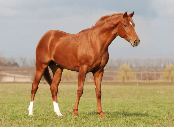 Young warm blood stallion in the spring — Stock Photo, Image