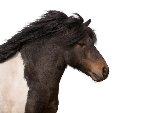 Portrait of galloping pony stallion isol — Stock Photo, Image