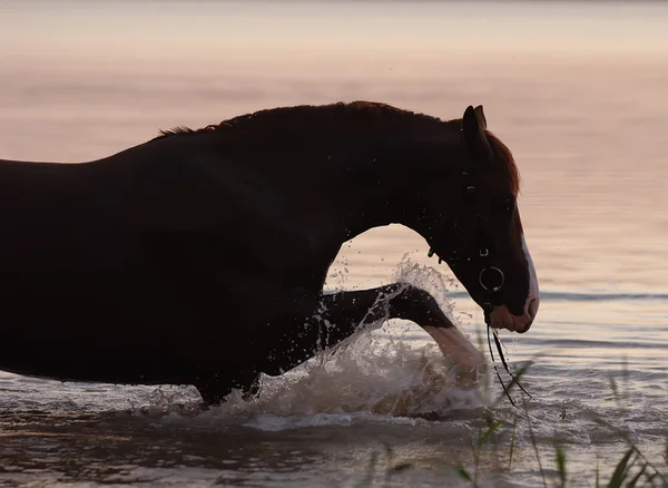 Kastanj häst stående i vattnet — Stockfoto