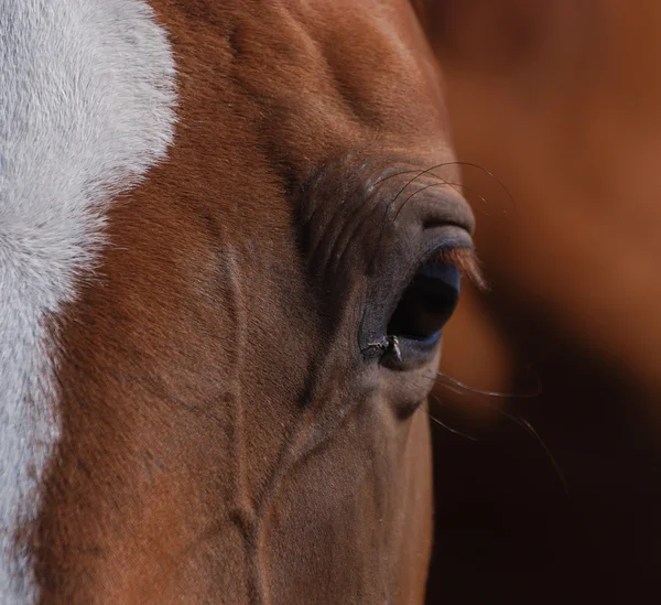 Ögat av unga kastanj häst — Stockfoto