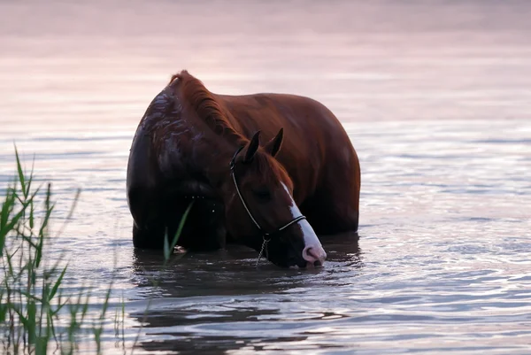 Kastanienpferd steht im Wasser — Stockfoto