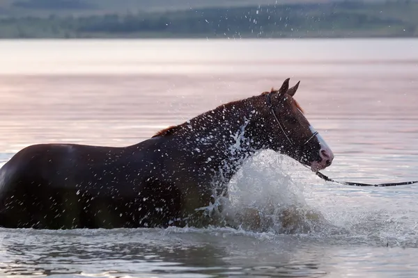 Kastanienpferd steht im Wasser — Stockfoto