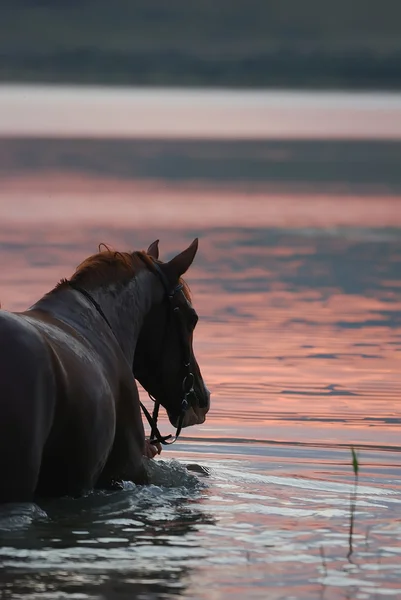 Kastanj häst och flickan i vattnet — Stockfoto