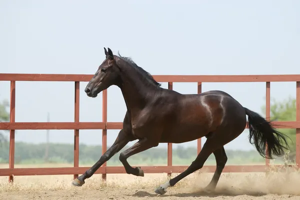 Giovane cavallo trakehner marrone scuro — Foto Stock
