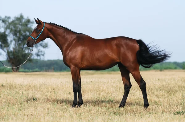Brun trakehner häst — Stockfoto