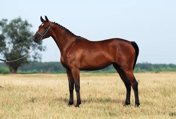 Brown trakehner horse — Stock Photo, Image