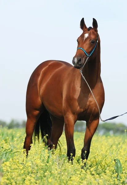 Bruin trakehner paard — Stockfoto
