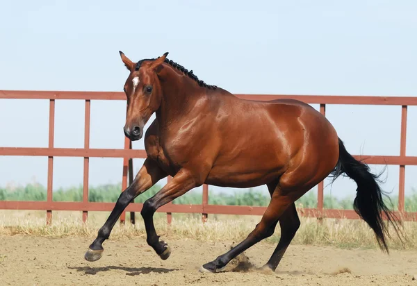 Jeune cheval trakehner brun — Photo