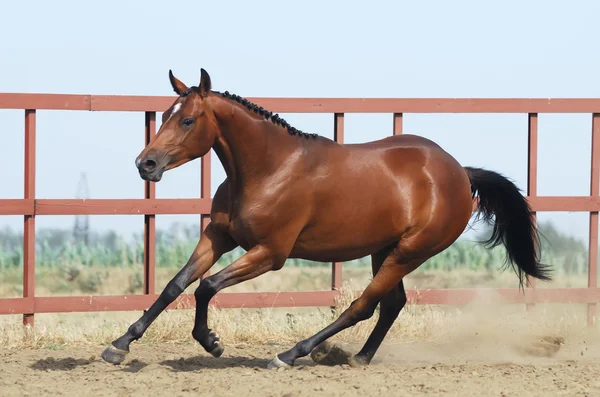 Unga brun trakehner häst — Stockfoto