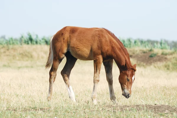 Young chestnut foal — Stock Photo, Image