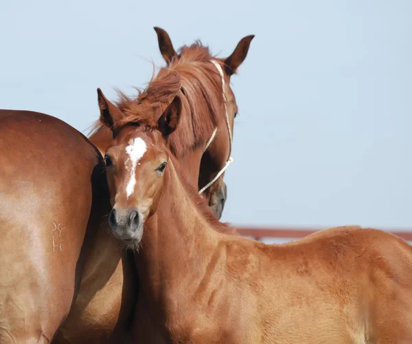 Chestnut mare and foal — Stock Photo, Image