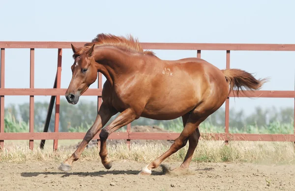 Koń kasztan trakehner — Zdjęcie stockowe
