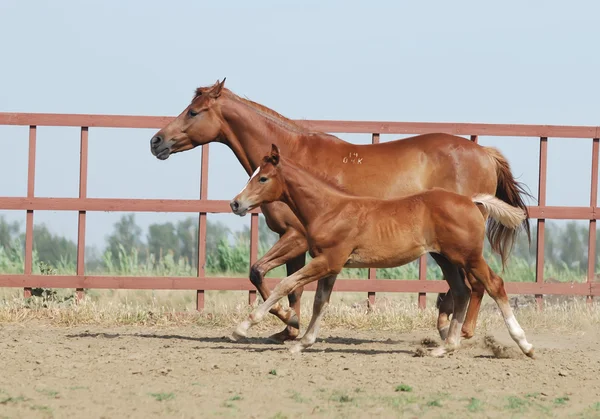 栗の馬と子馬 — ストック写真