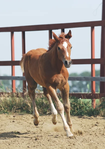 若い栗の馬 — ストック写真