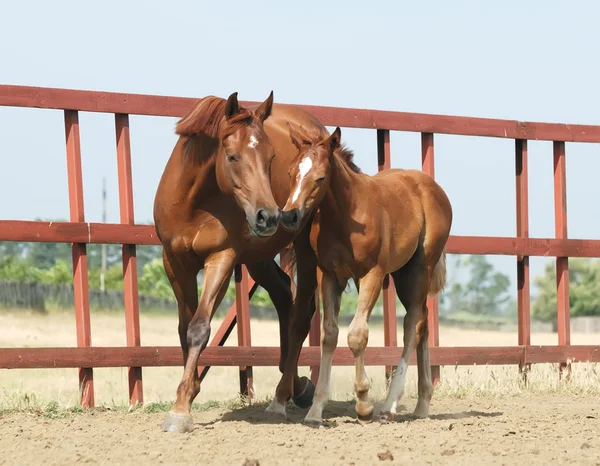 Chestnut mare and foal — Stock Photo, Image
