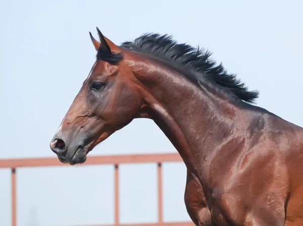 Junges braunes Trakehner Pferd — Stockfoto