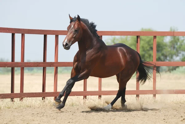 Giovane cavallo trakehner marrone — Foto Stock