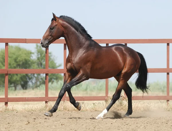 Cavalo de trakehner castanho jovem — Fotografia de Stock