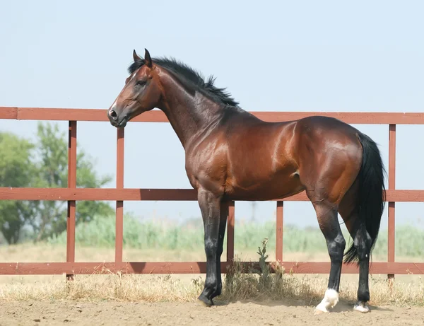 Młody trakehner brązowy koń — Zdjęcie stockowe