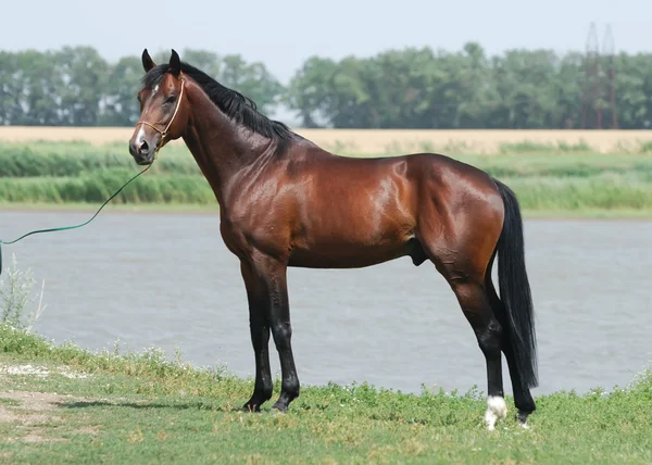 Cavalo de trakehner castanho jovem — Fotografia de Stock