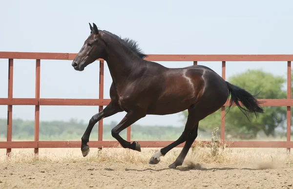 Junges dunkelbraunes Trakehner Pferd — Stockfoto