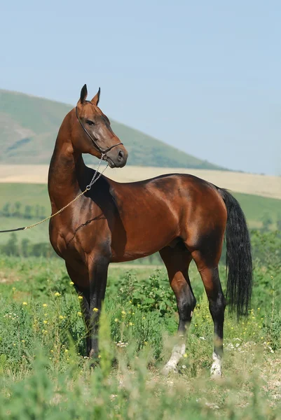Akhal-Teke stallion and the mountains — Stock Photo, Image